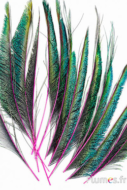 Pauw blauw zwaard - 30-38 cm - fuchsia